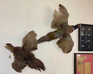 Pheasants Taxidermi