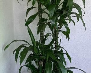 Corn Plant in Pottery Barn Galvanized Pot x 4