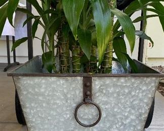 Corn Plant in Pottery Barn Galvanized Roland Planter