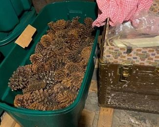 Giant Pine cones