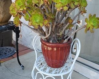 Succulent in ceramic pot, metal chair plant stand