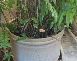 outdoor potted plant, pot is fairly large