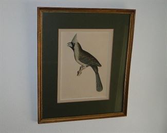 Cardinal Bird Print $40
