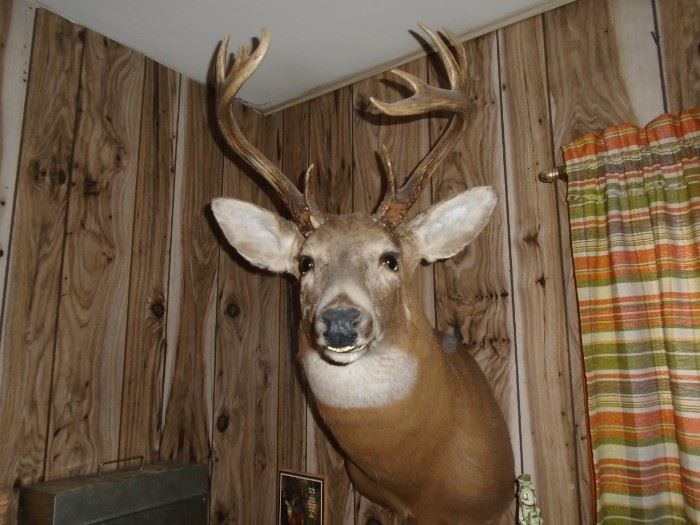 Texas buck