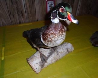 duck mount