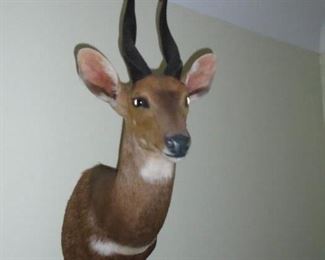 African Bush buck mount
