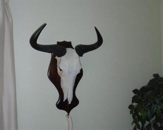Wildebeest skull