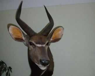 African Bush Buck Antelope mount