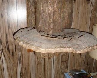 Large Fungus on stump