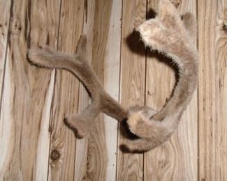 antlers with velvet