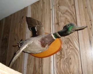 mallard duck mount