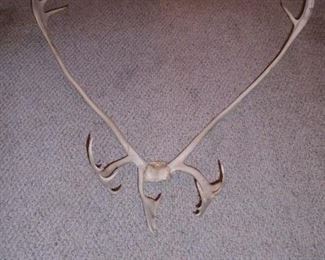 caribou antlers