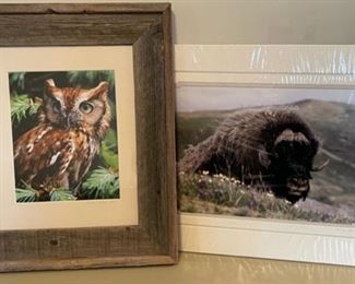 REDUCED!  $6.00 NOW, WAS  $8.00....................Wildlife Pictures (B153)