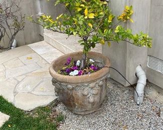 Potted lemon tree