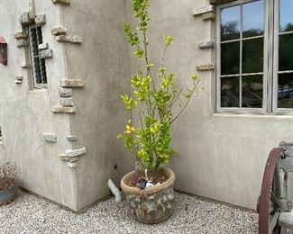 Another lemon tree and pot