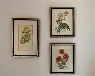 Vintage framed botanicals