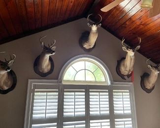 Wall full of nice Buck$ Taxidermy -  second one in from the left is not for sale. 