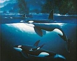 Wyland "Northern Waters"