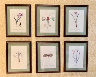 104. Set of 6 Framed Botanicals (14" x 18")
