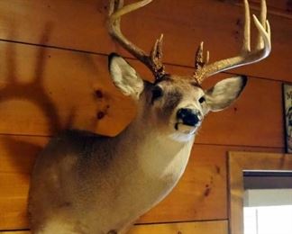 Taxidermy 12 Point White Tail Deer Wall Mount, Taken In Henry County, MO