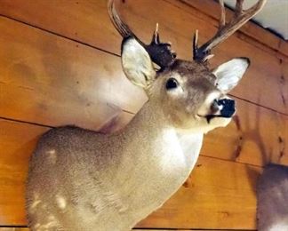 Taxidermy A-Typical 13 Point White Tail Deer Wall Mount Taken In Henry County, MO