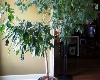 Live Potted Ficus Tree, Approx. 80" x 74"