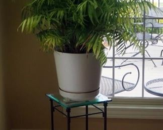 Live Potted Palm Fern, 37" , And Metal With Glass Top Plant Stand, 24" X 12" X 12"