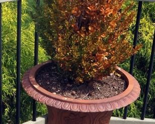 Live Plant With Cast Iron Planter, 49" Tall