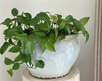 Houseplant in Large Pottery Planter