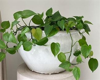 Another Houseplant in Large Pottery Planter