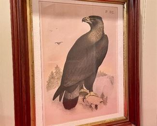 Item 101:  "Golden Eagle" Antique Hand Colored Lithograph in Antique Frame- 14.75" x 17.25":  $95