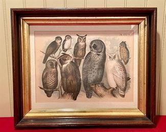Item 102:  "Owls" Antique Hand Colored Lithograph in Antique Frame - 17.25" x 14.25":  $95