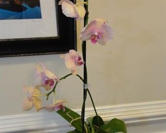Phalaenopsis Orchid commonly known as Moth Orchid are super easy for the clumsy gardener.