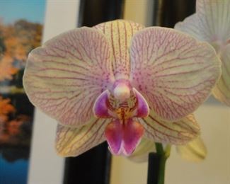 How beautiful is that!