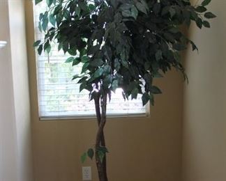 #14.  $65.00   Faux Ficus tree  76” 