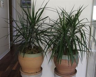 #25.  $80.00   Pair indoor plants in pots plants 42” tall / pots are 16” tall