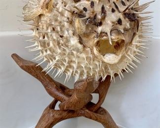 $20- The Pufferfish is so cool looking yet so poisonous! They are widely known as a  Delicacy in Japan- however since they are so deadly the chef has to take extreme caution when preparing this dish as one mistake could be deadly to the customer. While we don't know this backstory to this cool fella- we do know that he is unique and would be a really cool display piece! Have a budding marine biologist in the family-this would be a fabulous gift! 5W 6H