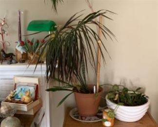 Lots of houseplants ready to be adopted!