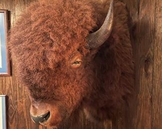 MASSIVE Bison Head Mount (American Buffalo)