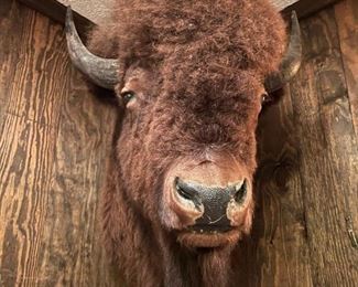 MASSIVE Bison Head Mount (American Buffalo)