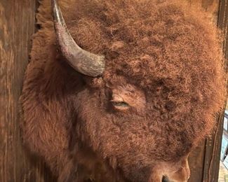MASSIVE Bison Head Mount (American Buffalo)