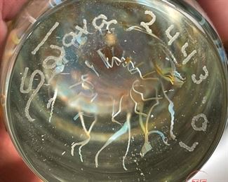 Signed SATAVA Moon Jellyfish