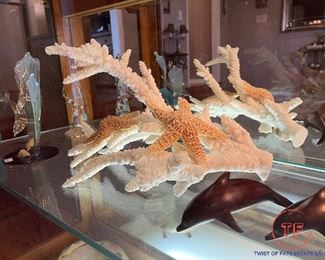 STAGHORN Coral Display