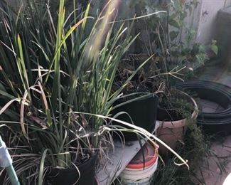 Plants, Plants, Plants...........