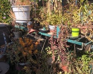 Plants, Plants, Plants.......