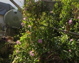 Plants, Plants, Plants...........