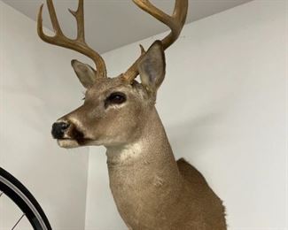 Deer Head