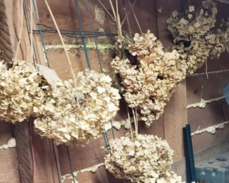 Dried hydrangeas