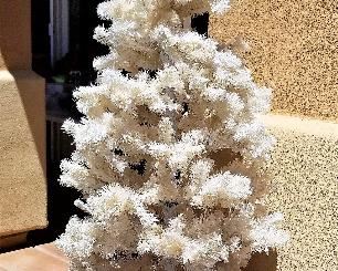 White Christmas tree.