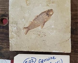fossil tile from Green River formation Wyoming